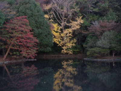 水面に映るイチョウの木