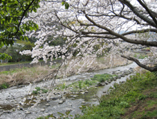 春の小川