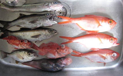キンメ