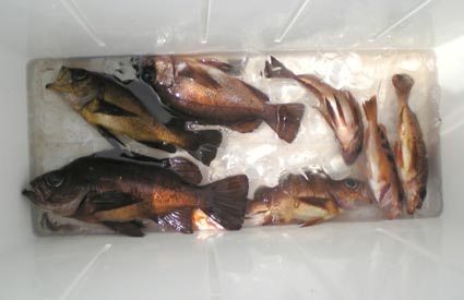 春告魚