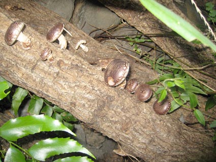 椎茸
