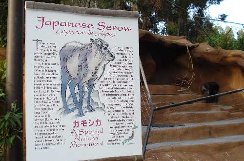 カモシカ