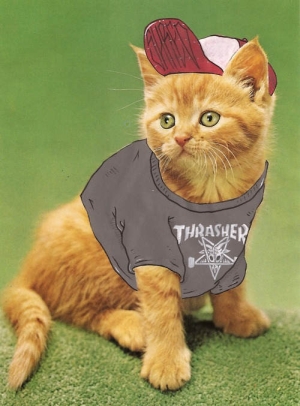猫