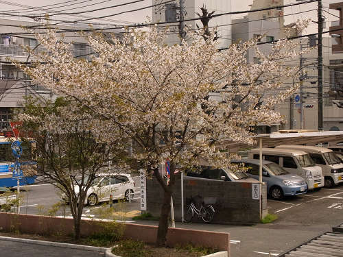 桜