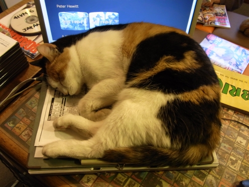 みけこ