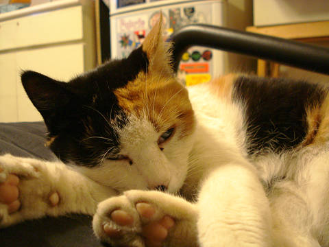 えんうい