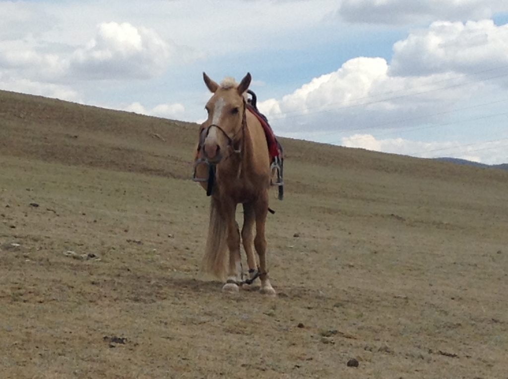 horse