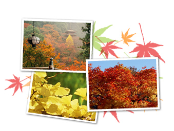 紅葉