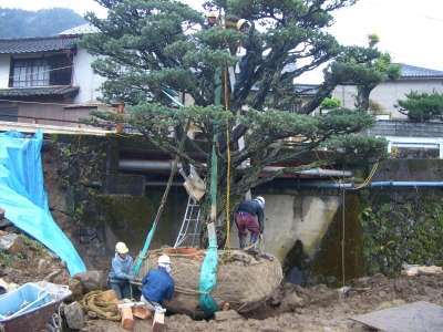 掘り取りの状況