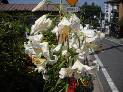 夏 ゆりの花 明野屋からの季節の便り