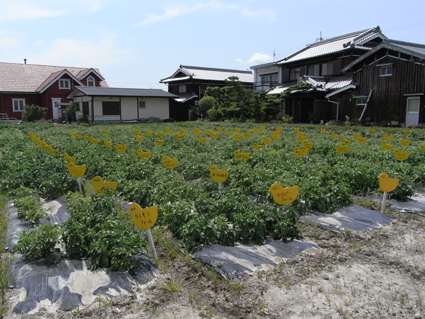 じゃがファーム