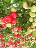 tomato