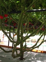 tomatotree