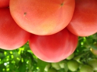 tomatoup