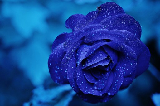 青いバラの花