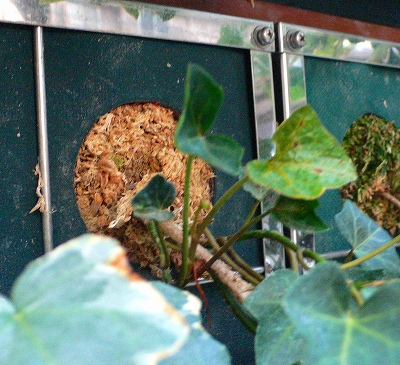 壁面植栽の植え込み穴