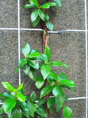 壁面植栽ワイヤーに止め付ける