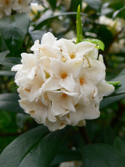 沈丁花
