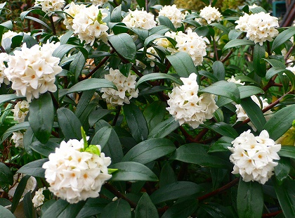 沈丁花2
