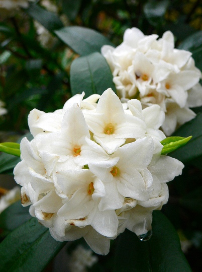 j沈丁花3