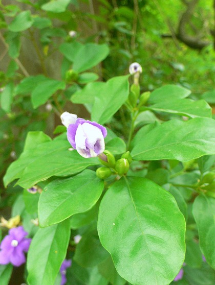 nioibannmaturi