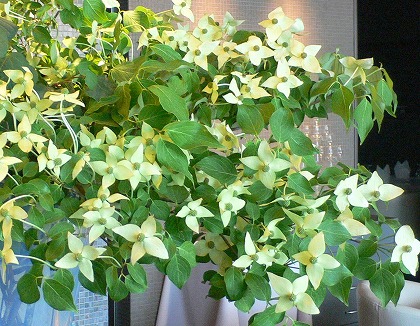 ヤマボウシの生け花1