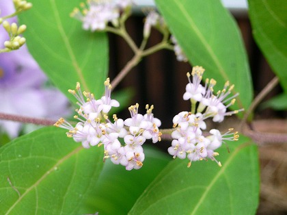 ムラサキシキブの花