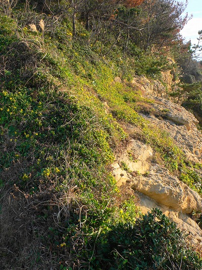 P1130553.jpg