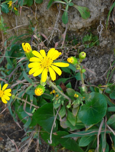 P1130556.jpg