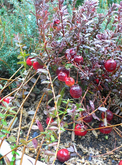 P1130736.jpg