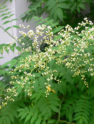P1140083.jpg
