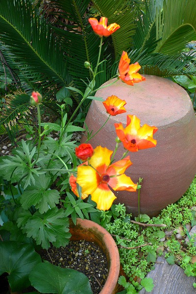 P1150578.jpg