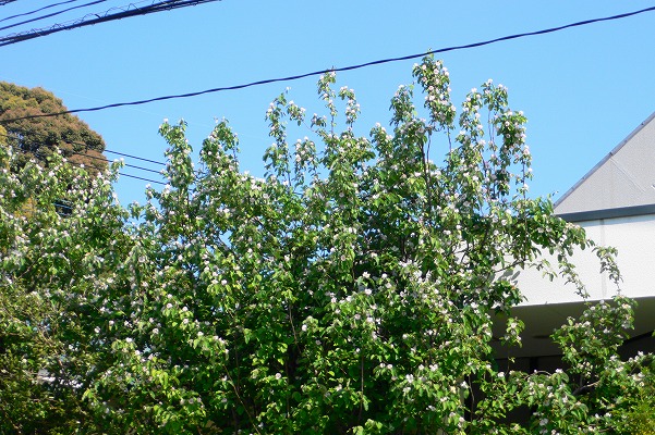P1150588.jpg