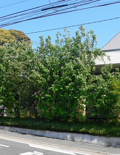 P1150590.jpg