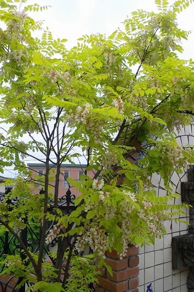 P1150625.jpg