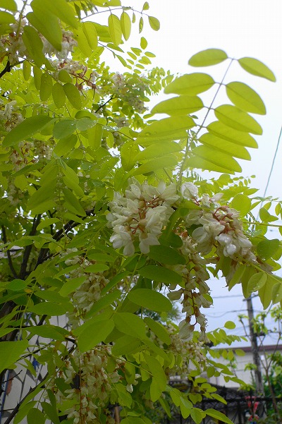 P1150628.jpg