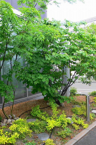 P1150644.jpg