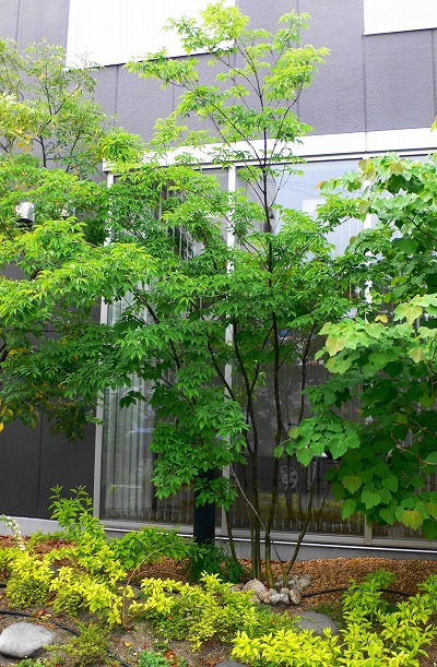 P1150648.jpg