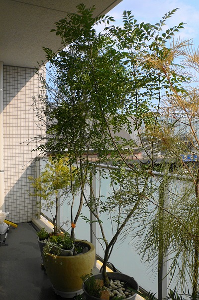 P1150666.jpg