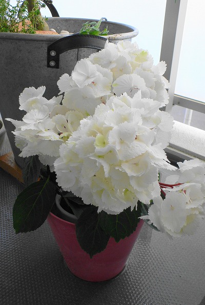P1150683.jpg