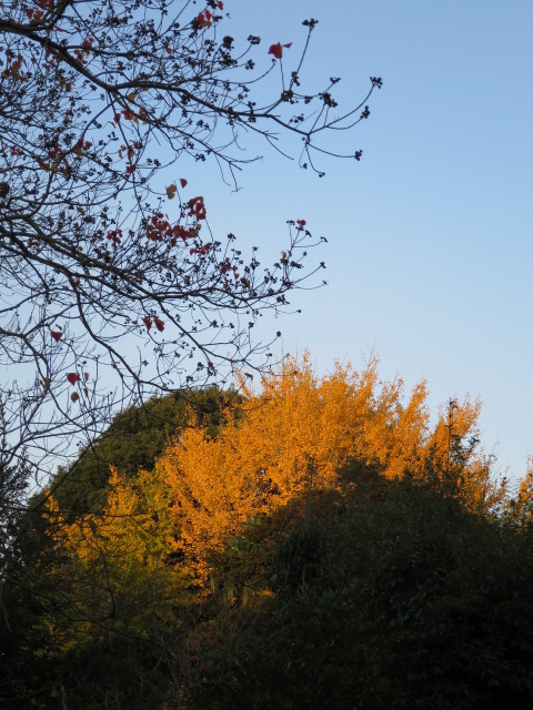 2014-11-27 16.42.44.jpg
