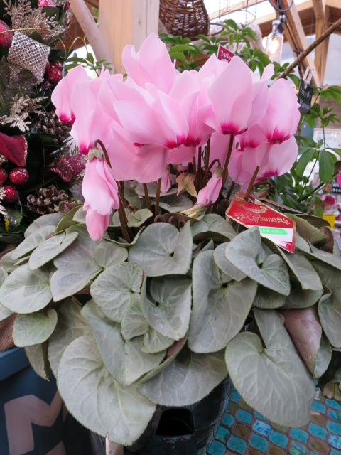 2014-12-12 14.43.57.jpg