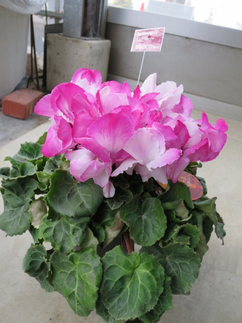 2014-12-12 14.46.34.jpg