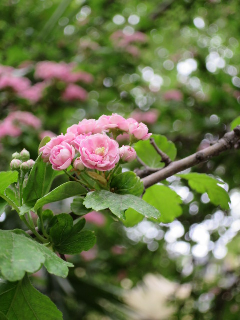 IMG_1066.JPG