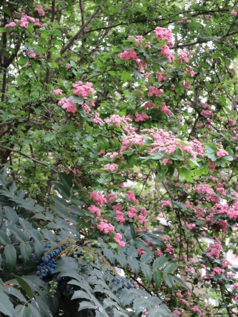 IMG_1067.JPG