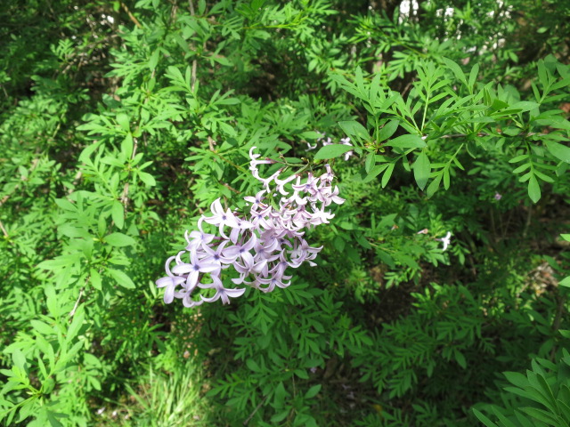 IMG_1194.JPG