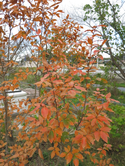 IMG_2617.JPG