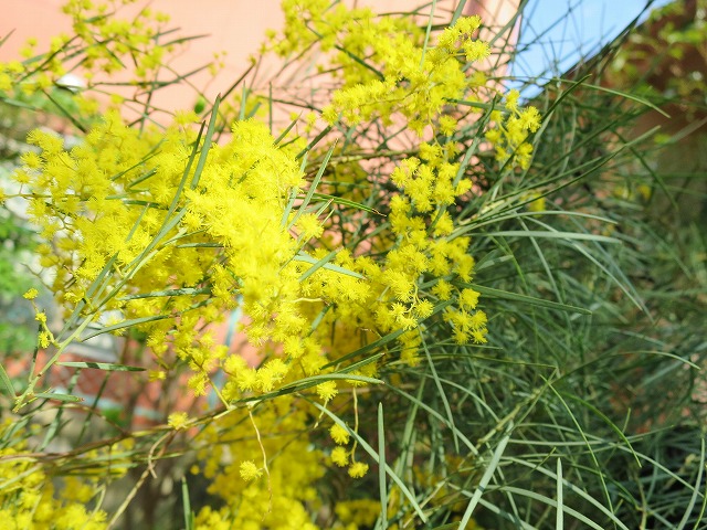 Spring 陽炎 ミモザ スノーウィーワトルのハーフリース 15〜20cm