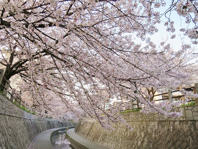 一本松川緑道の桜 （福岡市城南区） | pave-page garden design blog
