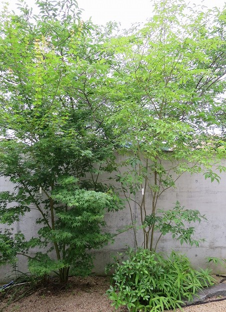 梅雨の庭、アジサイ、常緑ヤマボウシ | pave-page garden design blog